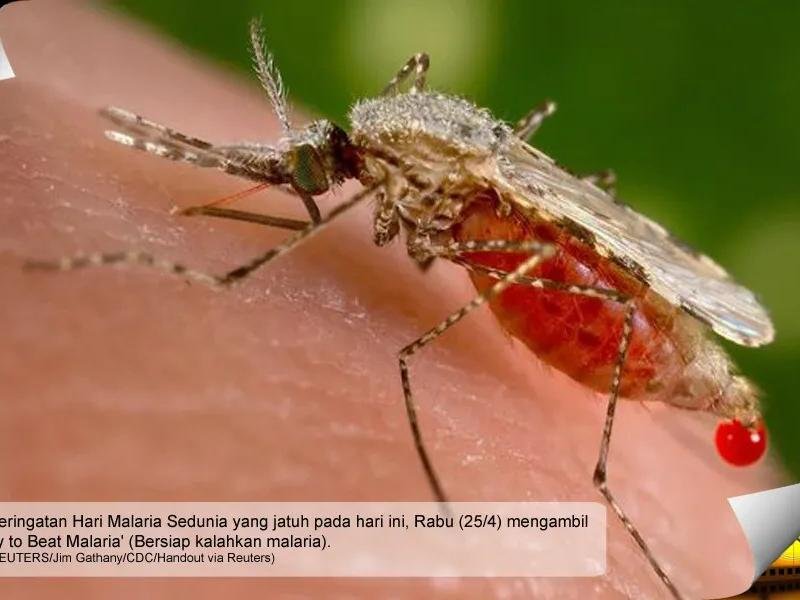 malaria