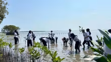 genbi_mangrove